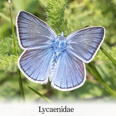 Holly Bue, Little Blue, Green-underside Blue, Chequered Blue, Panoptes Blue, Mazarine Blue, Escher's Blue, Amanda's Blue, Long-tailed Blue, Lang's Short-tailed Blue, Adonis Blue, Paphos Blue, Small Copper, Purple-shot Copper, Ilex Hairstreak, Geranium Bronze