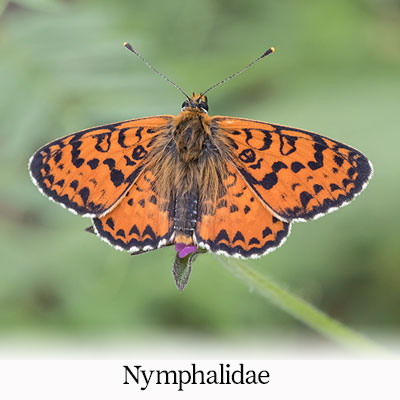 Large Tortoiseshell, Painted Lady, Comma, Map Butterfly, Spotted Fritillary, Heath Fritillary, Marbled Fritillary, Pearl-bordered Fritillary, Knapweed Fritillary, Marsh Fritillary, Large Wall Brown, Corsican Wall Brown, Marbled White, Southern Grayling, Meadow Brown, Small Heath, Pearly Heath