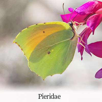 Large White, Small White, Wood White, Clouded Yellow, Berger's Clouded Yellow, Cleopatra, Black-veined White, Eastern Dappled White