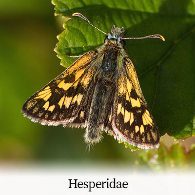 Chequered Skipper, Grizzled Skipper, Essex Skipper, Small Skipper, Silver-spotted Skipper, Large Skipper, Dingy Skipper