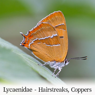 Brown Hairstreak, Purple Hairstreak, Green Hairstreak, Black Hairstreak, Small Copper