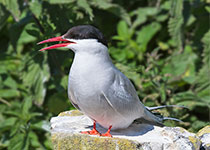 Arctic Tern