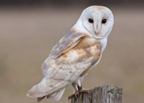 Barn Owl