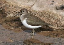 Common Sandpiper