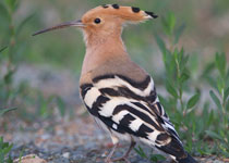 Hoopoe