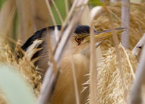 Little Bittern