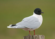 Little Gull