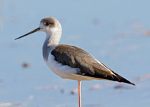 Black-winged Stilt