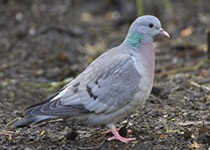 Stock Dove
