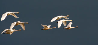 Whooper Swans