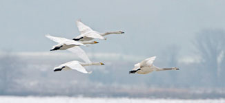Whooper Swans
