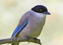 Azure-winged Magpie