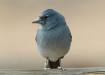 Blue Chaffinch (male)