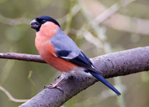 Bullfinch (male)