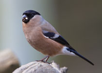 Bullfinch (female)