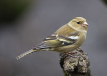 Chaffinch (female)