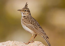 Crested Lark