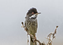 Cyprus Warbler (male)