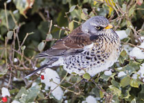 Fieldfare