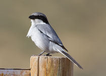 Great Grey (Southern Grey) Shrike