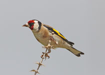 Goldfinch