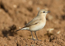 Isabelline Wheatear