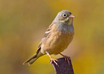 Ortolan Bunting