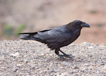 Raven