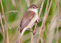 Reed Warbler