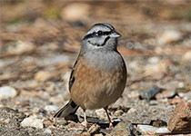 Rock Bunting