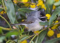 Rüppel's Warbler (male)