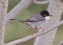 Sardinian Warbler (male)
