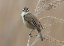 Sedge Warbler