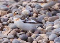 Snow Bunting