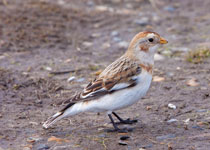 Snow Bunting