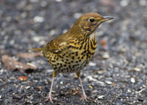 Song Thrush
