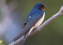 Swallow