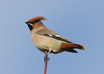 Waxwing