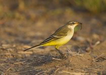 Yellow Wagtail