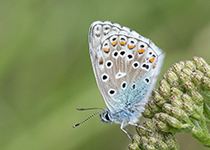 Adonis Blue
