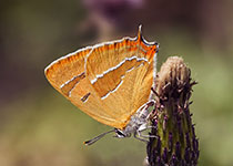 Brown Hairstreak