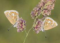 Common Blue
