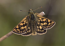Chequered Skipper