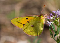Clouded Yellow