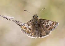 Dingy Skipper