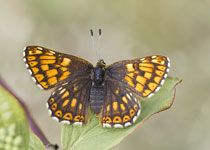 Duke of Burgundy