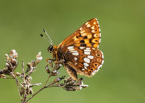 Duke of Burgundy