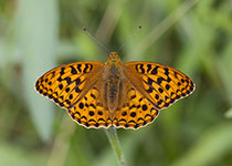 High-brown Fritillary