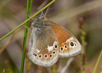 Large Heath