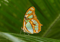 Malachite